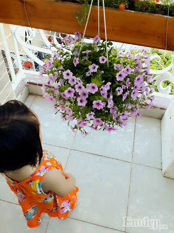 Để cây hoa phát triển tốt chị khuyên cần phải tưới đủ nước 2 lần mỗi ngày. Cùng với đó, thỉnh thoảng cũng nên pha chút phân đạm với phân lân tưới cho cây, cung cấp dinh dưỡng giúp cây luôn xanh tốt và nở thêm thật nhiều hoa.