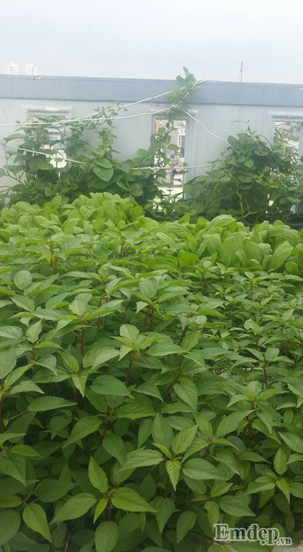 Bí quyết để chị Huệ có được một vườn rau xanh là nhờ vào việc ủ phân hữu cơ cho cây cùng với sử dụng hệ thống tưới nước tự động. Chị chia sẻ: “Cuối tuần mình đi chợ xin ít rau hỏng về ủ cùng với nước vo gạo. Để ủ khoảng 2 tuần rồi tưới một đến hai lần một tuần. Lúc đầu mình cũng cho ít đạm và lân nhưng từ hồi ủ phân hữu cơ thấy tốt hơn mình không tưới thêm đạm hay lân gì nữa cả. Cũng vì thế mà rau xanh hơn và ngọt hơn nhiều. Có lần đang đi làm về mình xin được một bao vỏ dứa, ngay lập tức mình ủ làm phân và tưới lên cây như là cho cây uống nước ép dứa vậy”.