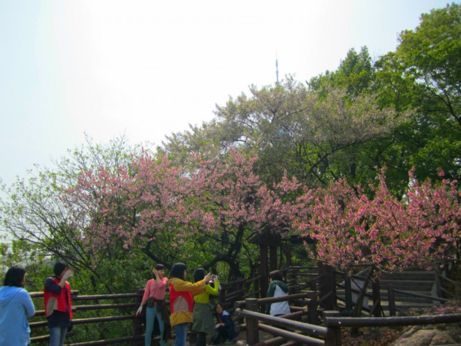 Công viên Namsan nằm giữa trung tâm Seoul, là địa điểm dã ngoại rất được yêu thích tại thành phố này. Nơi đây giống như một khu rừng thu nhỏ, phù hợp với các hoạt động cắm trại và leo núi.