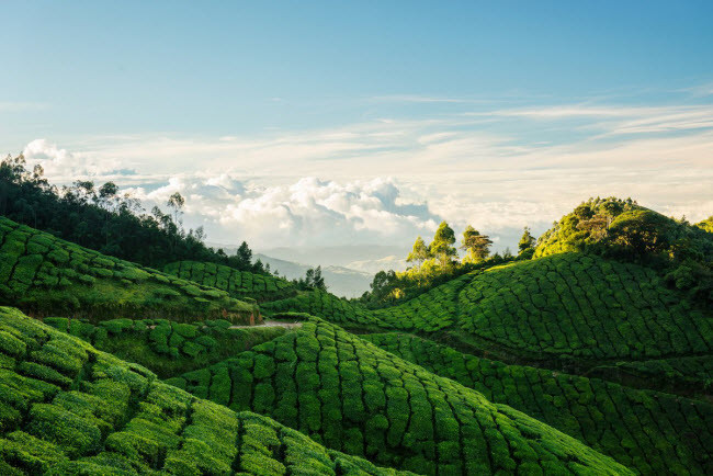 Munnar, Ấn Độ: Thị trấn này nổi tiếng với trang trại chè Kolukkumalai trải khắp trên các ngọn đồi xanh mướt.