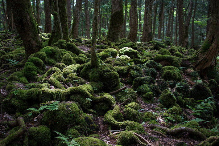 Rừng Aokigahara, Nhật Bản: "Aokigahara" có nghĩa là "rừng cây xanh", nhưng cũng được biết đến là "khu rừng tự tử", bởi đây là nơi nhiều người lựa chọn để tự kết liễu mình. Chính quyền đã làm mọi thứ để ngăn chặn như thường xuyên tuần tra khu rừng, lắp camera và biển chỉ dẫn. Người dân địa phương cũng khai báo cho cảnh sát những người đáng ngờ.