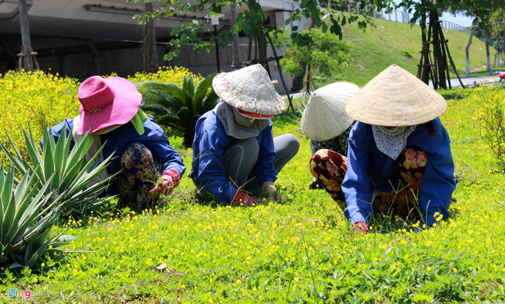 Trên đường Nguyễn Tất Thành (quận Thanh Khê, TP Đà Nẵng), bất chấp tiết trời oi nóng, nhiều chị em công nhân Công ty Môi trường đô thị vẫn miệt mài nhặt cỏ, trồng hoa để làm đẹp vỉa hè của tuyến đường cho kịp phục vụ hội nghị APEC diễn ra vào tháng 11 tới.