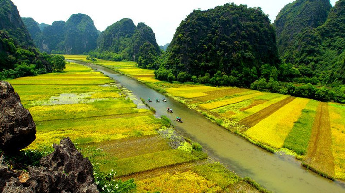 Những cánh đồng lúa chín tuyệt đẹp nhìn từ trên cao.