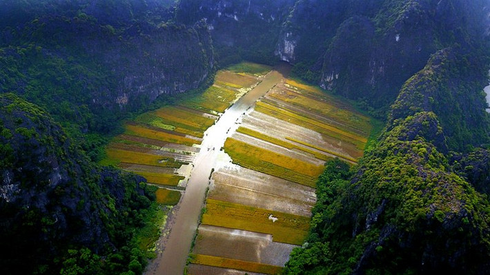 Màu vàng của lúa chín giữa núi non tạo nên một cảnh quan hùng vĩ mà thơ mộng.