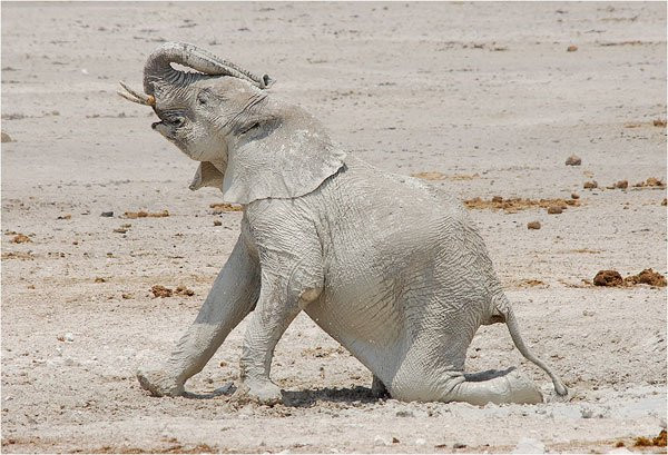 Sa mạc Namib, Namibia Voi sa mạc có hiện diện, nhưng không phải sa mạc nào cũng có voi, trừ Namibia. Sa mạc Namib là một trong những sa mạc lâu đời nhất của thế giới (khoảng 80 triệu năm), vì vậy mà nó giữ được nhiệt độ khá ổn định cho sinh vật có thể sống sót: chỉ dao động từ 0 độ C đến 50 độ C. Ngoài voi ra, "hóa thạch sống" Welwitschia mirabilis cũng là loài đặc hữu của Namibia, với sức sống dai dẳng và trường thọ đến... 1.000 năm tuổi!