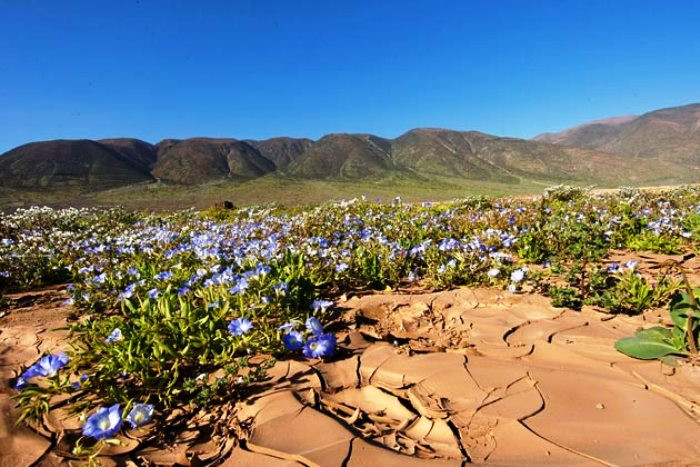 Sa mạc Atacama, Chile Được mệnh danh là "sa mạc khô cằn nhất thế giới" vì gần như không có mưa trong hàng thế kỉ qua, nhưng không ở đâu được như Atacama: hoa nở giữa lòng sa mạc! Vào tháng 9, 10 hằng năm, một đợt sương mù dày đặc từ Thái Bình Dương "cập bến" Chile, mang theo hơi ẩm của biển. Thế là những bông hoa Ananuca, cúc dại, diên vĩ... rụt rè mọc lên khỏi lớp cát, tạo nên một hiện tượng thiên nhiên kì thú có một không hai. Sa mạc cũng vì vậy mà trở nên sống động lạ thường.