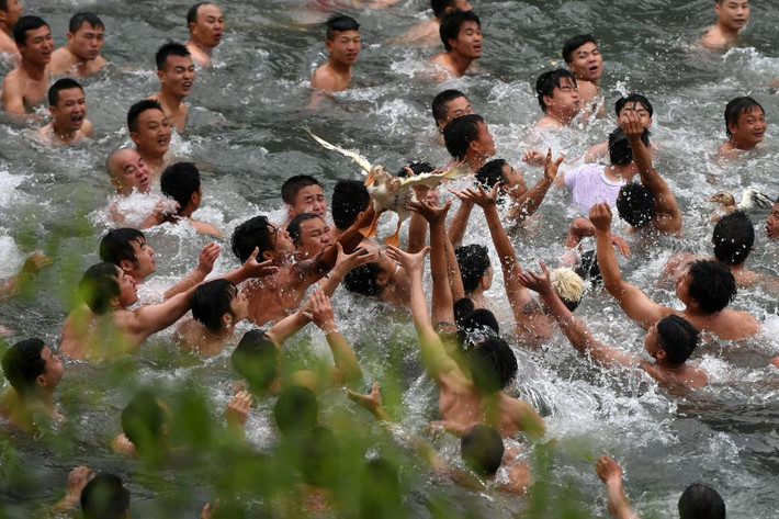 Các hoạt động thường thấy trong dịp lễ hội có từ hàng trăm năm qua là đua thuyền, thi nấu cơm, vẽ tranh trên thuyền, ca múa hát trên thuyền. Trong ảnh là những người đàn ông tham gia trò bắt vịt trên sông ở huyện Phượng Hoàng, tỉnh Hồ Nam. Ảnh: Rex Features.