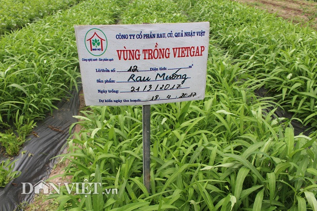 Tháng 5.2016, anh Cấn cùng 4 anh em hùn vốn thành lập công ty sản xuất rau sạch. Theo đó, công ty thuê 1 ha đất ở cánh đồng thôn Tính Linh và xây dựng nhà lưới, sản xuất theo quy trình công nghệ của Nhật Bản.