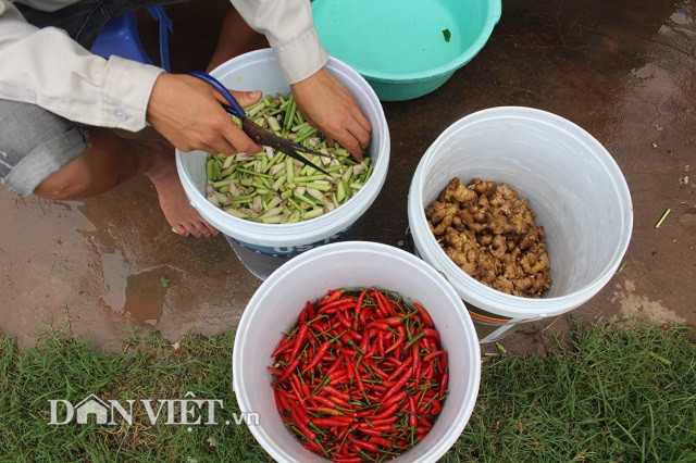 Sau hơn 1 năm, đến nay công ty đã mở rộng diện tích lên hơn 2 ha. Bên cạnh việc thâm canh các loại rau truyền thống của Việt Nam, công ty còn đầu tư trồng luân canh nhiều loại giống rau như: xà lách cuộn, xà lách tím cải thảo, cà chua… có nguồn gốc từ Nhật Bản. Rau được trồng hoàn toàn không sử dụng thuốc trừ sâu, thuốc diệt cỏ và phân hóa học nên có thể ăn ngay tại ruộng…