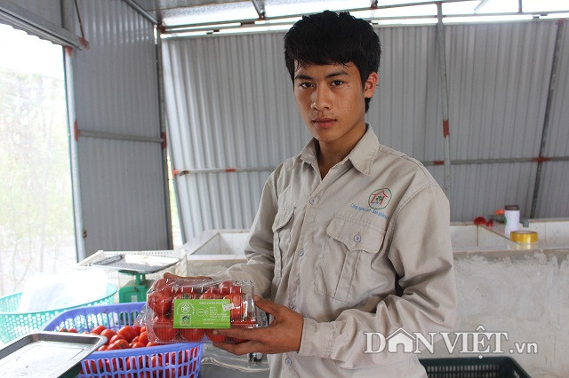 Điều đáng nói, tuy công ty sản xuất rau theo công nghệ Nhật Bản nhưng giá bán rất bình dân dao động từ 20.000 – 25.000/kg. “Hiện, công ty sản xuất 22 loại rau, củ, quả đạt tiêu chuẩn chất lượng và được cấp giấy chứng nhận VietGAP. Sản phẩm rau, củ, quả của công ty sản xuất đạt chất lượng, sản lượng ổn định, có uy tín, được nhiều nhà hàng, siêu thị ký hợp đồng bao tiêu toàn bộ sản phẩm”, anh Cấn thông tin.