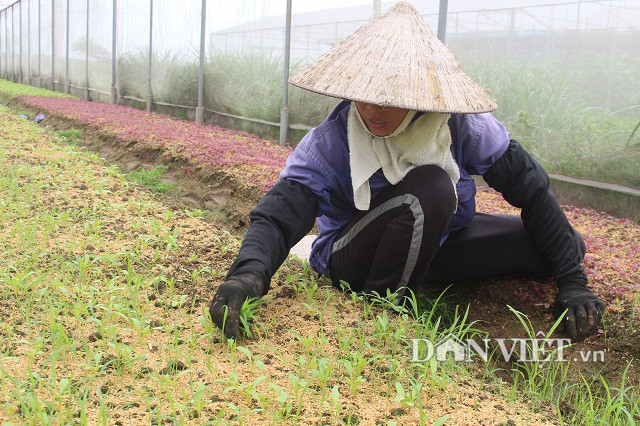 Đối với những loại rau gieo vãi hạt như rau dền, rau cải ăn lá...sẽ không phủ bạt nilon. Để diệt trừ cỏ dại mọc xen trong luống rau, công nhân công ty phải nhổ cỏ thủ công chứ tuyệt đối không dùng thuốc BVTV.