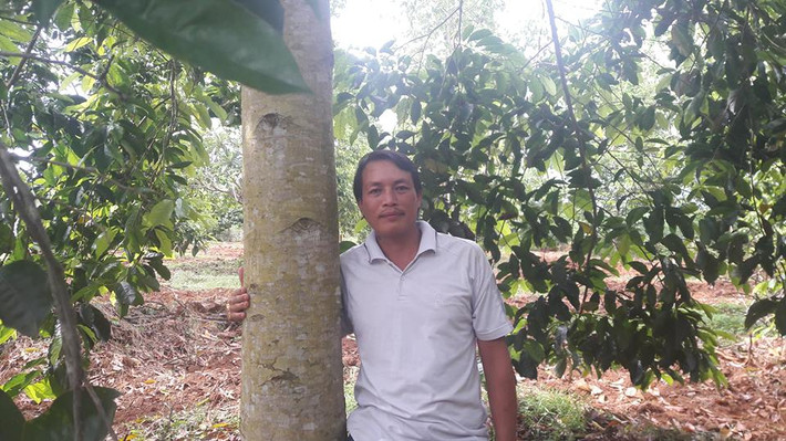 Dẫn chúng tôi đi thăm vườn dổi, ông Giang luôn cảm thấy tự hào vì mình là người đầu tiên của đất Mường dám bỏ cả 2ha đất đẹp ra để trồng dổi. Ngày đầu ông cuốc đất, đào hố đặt cây, ai cũng cho ông là không hợp thời. Bởi lẽ, trong khi nhà nhà đổ xô trồng cam, trồng bưởi đỏ xứ Mường, thu tiền tỷ mỗi năm, ông lại đi trồng dổi.
