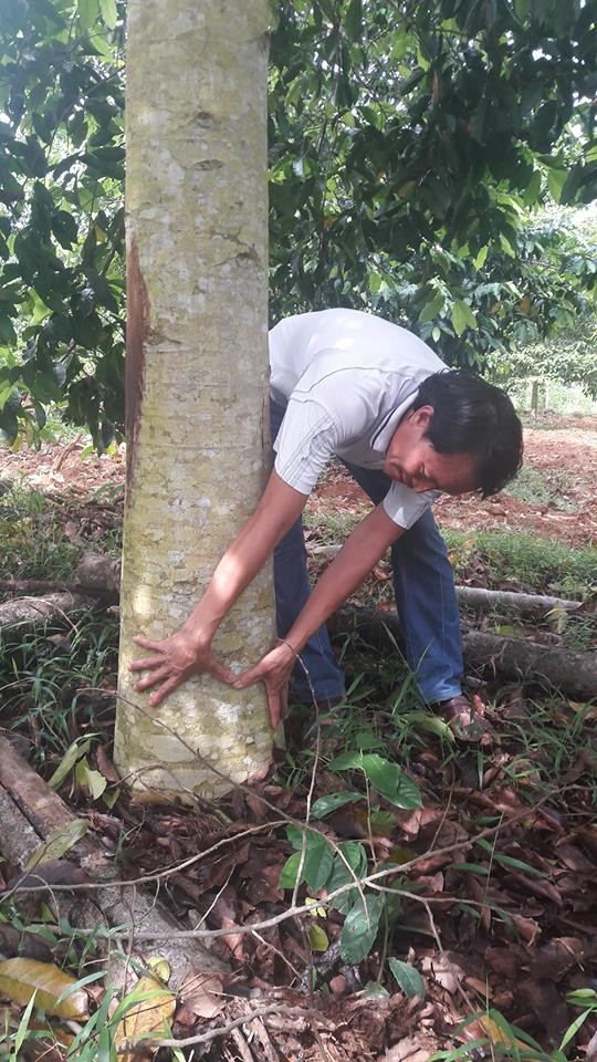 Hiện ông Giang đã trồng được 300 cây dổi (cả dổi ghép và dổi gieo hạt). "Trồng dổi ghép sau 3 năm cho thu hoạch. Dổi ươm hạt phải 7 năm cây mới bói. Năm nay vườn dổi của tôi đã bói quả. Từ năm sau, mỗi cây dổi tôi chỉ cần thu 2-3kg hạt, với giá bán 2 triệu đồng/kg thì một cây dổi ăn dứt cây cam mà lại nhàn hạ, không mất công chăm sóc", ông Giang cho biết.