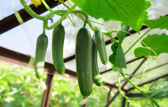 Dưa chuột Nếu trồng dưa chuột trong khoảng thời điểm này, bạn sẽ chỉ mất một khoảng thời gian rất ngắn để có thể có được những quả dưa chuột giòn ngon. Dưa chuột phát triển rất tốt trong thời tiết cuối hè, đầu thu. Bạn sẽ chỉ mất 48-58 ngày để có thể thu hoạch được những quả dưa chuột tươi non trong vườn nhà.