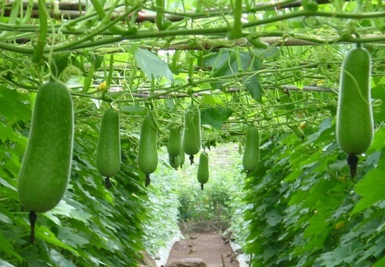 Bí xanh Thời điểm cuối hè, đầu thu là thời điểm thích hợp để gieo trồng những loại bí như bí xanh, bí đao, bí ngòi. Trồng những loại rau quả này trong thời điểm đầu thu, bạn chỉ mất từ 41-60 ngày là có thể thu hoạch vườn quả nhà mình.