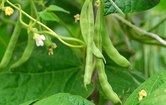 Đậu đũa Vào thời điểm cuối hè, đầu thu, thời tiết đã mát mẻ hơn giúp những cây đậu đũa phát triển rất nhanh vì đậu đũa là cây không ưa nhiệt. Bắt tay vào trồng đậu đũa ngay bây giờ, bạn chỉ mất từ 50-55 ngày để có thể thu hoạch được đậu đũa.