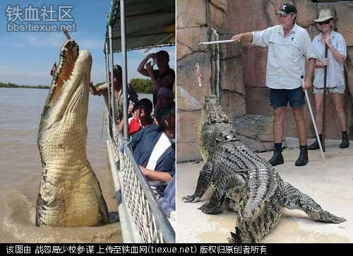 Chuyên gia tâm lý của cá sấu Những chuyên gia này sẽ đưa cá sấu lên bờ để nghiên cứu các hành vi của chúng. Chẳng hạn như phát hiện ra thói quen vô cùng ham chơi của chúng gần đây. Tuy nhiên, một số loài cá sấu thật sự vô cùng nguy hiểm, trung bình mỗi năm có thể giết chết hàng trăm, thậm chí hàng nghìn người. Vì vậy, tuy có mức lương cao ngất ngưởng (62.500 USD mỗi năm) nhưng không phải ai cũng can đảm “bán mạng” vì một trong những công việc nguy hiểm nhất hành tinh này.