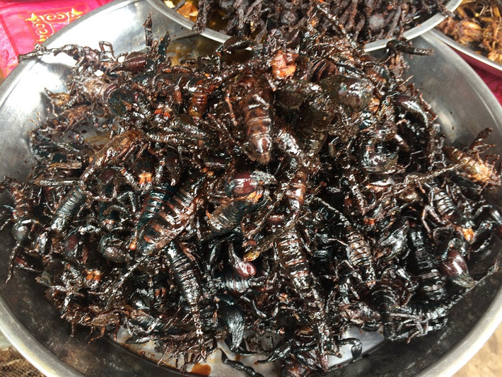 Nhện, bò cạp, rết, sâu, bọ cánh cứng, dế, cào cào và con một số con côn trung khác...