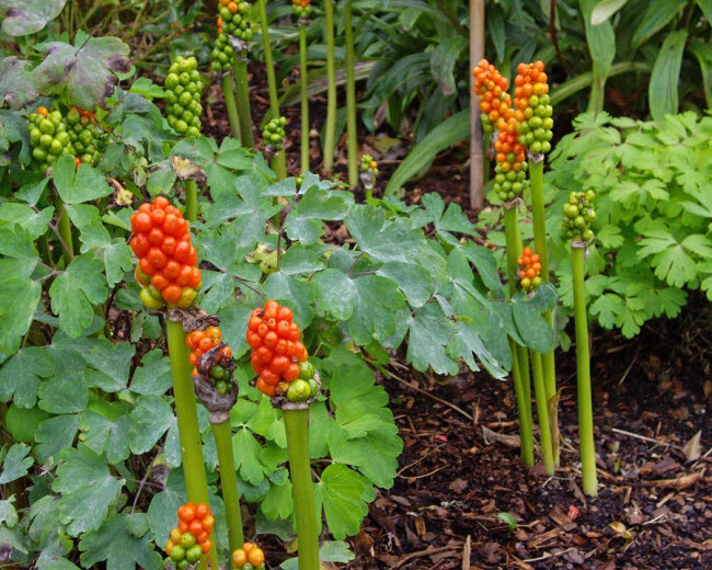 Arum maculatum là một loài thực vật có hoa trong họ Ráy và thuộc chi Arum lily. Mặc dù mọi bộ phận của cây đều chứa độc tố, người ta vẫn dùng lá của cây này để làm thực phẩm.