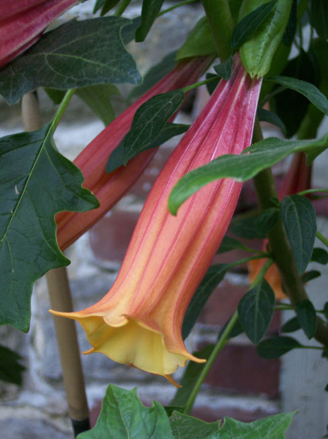 Brugmansia là một loại cây thuộc họ Cà. Theo lời của nữ công tước, trước khi chết, nạn nhân dính độc của nó sẽ ở trong trạng thái kích thích tình dục.