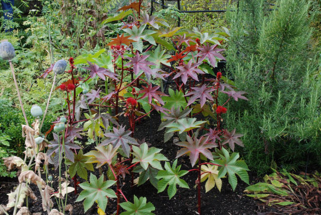 Thầu dầu (Ricinus communis) là một trong những loài cây độc được trồng không khu vườn Alnwick. Hạt thầu dầu có rất nhiều dầu, nhưng lại chứa chất ricin cực độc.