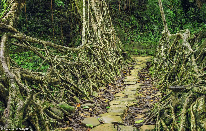 Cầu Living ở Cherrapunji (Meghalaya, Ấn Độ) được người Khasi và Jaintia dùng rễ cây đan thành. Cây cầu vẫn tiếp tục phát triển và lớn lên theo thời gian.