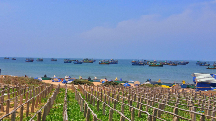 Đoàn thuyền đánh cá ở Mũi Né.