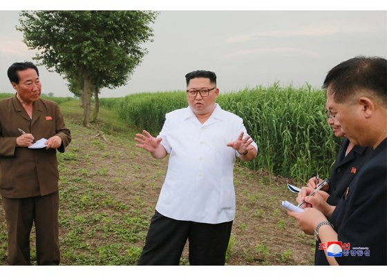 KCNA cho biết ông Kim đã chỉ đạo huyện Sindo trở thành một vùng sản xuất sậy để làm sợi hóa học quy mô lớn. Ảnh: KCNA.