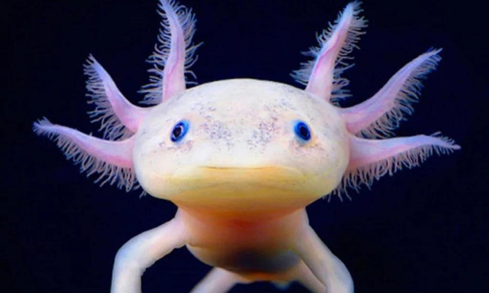 Axolotl không trải qua quá trình biến đổi từ ấu trùng sống dưới nước sang dạng trưởng thành sống trên cạn như hầu hết các loài kỳ nhông khác.