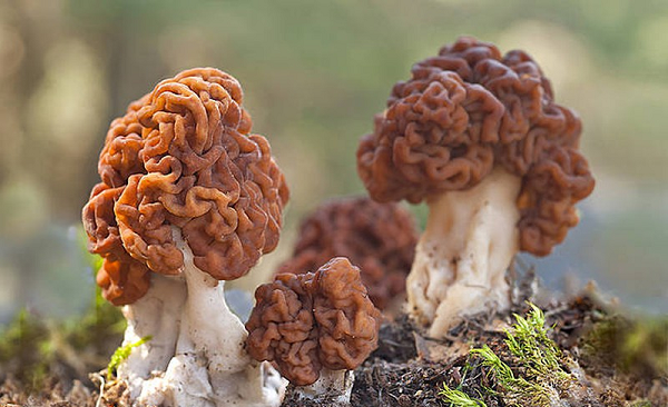 Loại nấm giống như mộc nhĩ có tên khoa học là Guromitra esculenta mọc nhiều châu Âu và Bắc Mỹ. Chúng thường nảy mầm trong đất cát dưới tán cây tùng bách vào mùa xuân và đầu hè. Mũ nấm gáp nếp như bộ não màu nâu sẫm có thể đạt chiều cao 10 cm và rộng 15 cm.