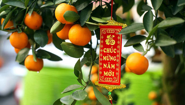 Theo các chuyên gia trồng, chơi quất cảnh, để chọn được một cây quất cảnh ưng ý về chưng Tết đã khó, việc chăm sóc giữ làm sao cho quất luôn tươi rói, quả chín vàng mọng trong mấy ngày Tết còn khó hơn.