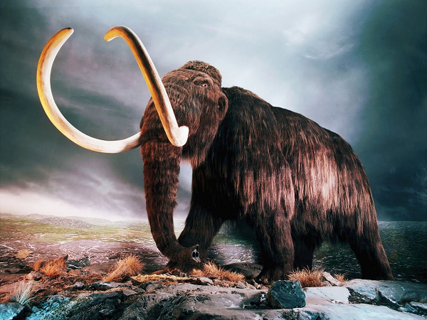 Cách đây khoảng 250.000 năm, voi ma mút lông xoăn (Mammuthus primigenius) phần lớn đã bị tuyệt chủng vào khoảng 10.000 năm trước. Một quần thể nhỏ vẫn còn sống sót trên đảo Wrangel, Bắc Băng Dương cho đến tận năm 1700 TCN.