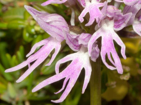 Hoa lan dáng người nhảy có tên khoa học là Orchis italica thường được gọi là phong lan người trần hoặc phong lan Ý, là một loài phong lan có nguồn gốc từ Địa Trung Hải.
