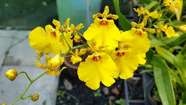 Thời gian từ khi hoa nỡ đến lúc tàn từ 2 đến 4 tháng nên có độ bền cao, rất thích hợp trưng bày lâu dài. Hoa Lan Vũ nữ có điều kiện trồng thích hợp nhất là vào khoảng 20-25 độ C,