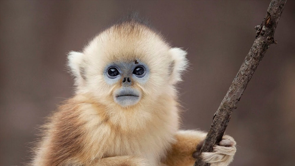 Voọc mũi hếch có tên khoa học là Rhinopithecus avunculus. Đây là một trong số 25 loài linh trưởng quý hiếm và nguy cấp của thế giới.