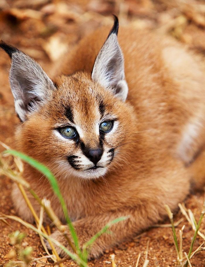  1. Caracal được biết đến là loài mèo rừng cao quý được ướp xác cùng hoàng đế Pharaoh. Loại mèo rừng này được tìm thấy ở vùng Bắc Phi Caracal hoang sơ nên còn hay được gọi là linh miêu của vùng hoang mạc và được người dân nơi đây rất yêu thích bởi vẻ ngoài sang trọng, dũng mãnh nhưng không kém phần đáng yêu của chúng.
