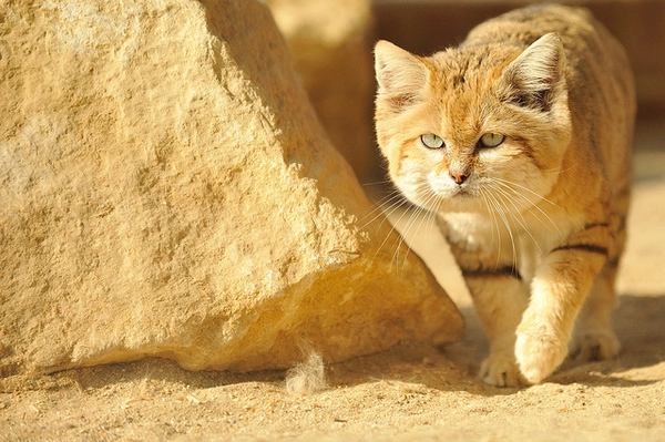 Móng của chi sau khá nhỏ và cùn, cộng với lớp lông dày phủ trên lớp đệm chân khiến dấu chân của mèo cát rất khó bị kẻ thù nhận diện.