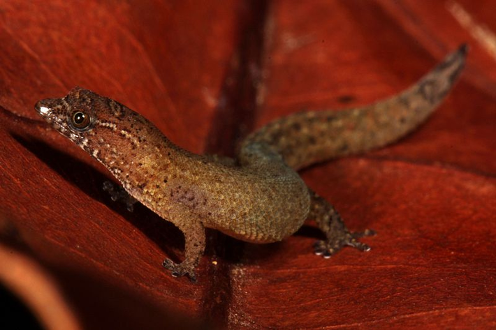 2. Tắc kè lùn quần đảo Virgin (Sphaerodactylus parthenopion) là một trong hai loài tắc kè mang danh hiệu "loài bò sát nhỏ nhất trên thế giới".
