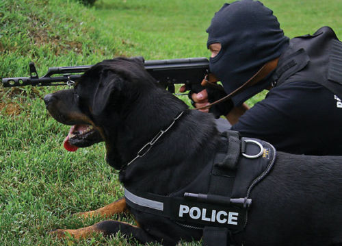 Nếu như Bergie thường tham gia vào các nhiệm vụ chiến đấu, trấn áp tội phạm thì Rottweiler lại được sử dụng vào mục đích canh gác, bảo vệ nhiều hơn với ngoại hình "lừng lững" của chúng. Nguồn ảnh: Pinterest.