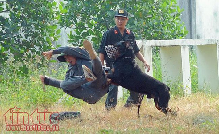 Xét về khứu giác, cả Bergie và Rottweiler đều là những giống chó có chiếc mũi rất thính. Tuy nhiên loại chó được cảnh sát Việt Nam tin dùng làm nhiệm vụ đánh hơi lại thường là giống chó nhỏ hơn, ít hung dữ hơn. Nguồn ảnh: Tintuc.