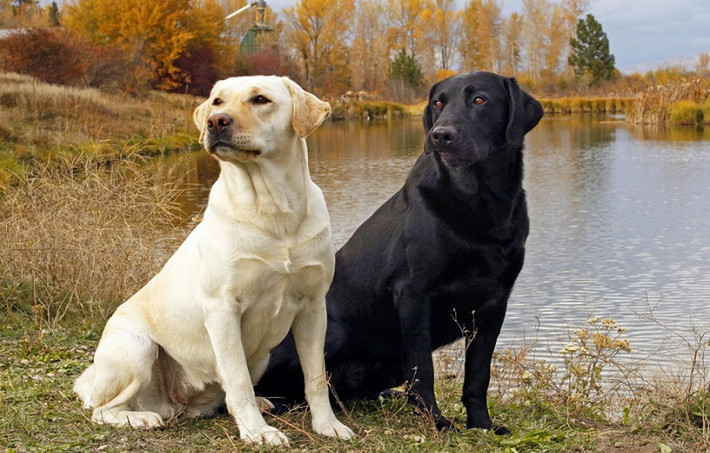 Vậy nên, trong các nhiệm vụ tìm ma túy, thuốc nổ hay hung khí gây án, việc sử dụng Labrador thường có hiệu quả tốt hơn dùng chó Bergie hay Rottweiler. Tuy nhiên với Labrador, khả năng chiến đấu của chúng không được cao. Nguồn ảnh: TTHG.