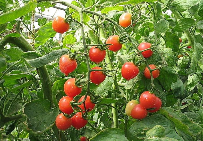12. Cà chua: mùa thu những quả cà chua chín đỏ vừa hấp dẫn vừa chứa nhiều chất lycopene – một chất chống oxy hoá có thể giúp ngăn ngừa một số bệnh ung thư nhất. Ngoài ra, cà chua chín cũng cung cấp rất nhiều vitamin A, vitamin C, kali, và phytochemicals, có thể ăn sống cà chua, trộn salat, xay sinh tố hoặc nấu chín với các loại thực phẩm khác. Ảnh: 58pic