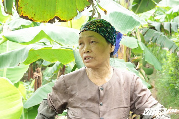 Một người dân ở xã Tứ Dân, huyện Khoái Châu chia sẻ, do giá chuối xuống thấp không có lãi nên họ đành đem chuối về cho bò ăn.