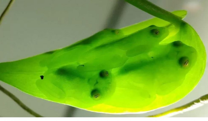 Tên khoa học của loài này là Hyalinobatrachium fleischmanni, và nó nổi tiếng với làn da và cơ thể trong suốt. Đặc điểm này khiến cho ếch thủy tinh trở thành một hiện tượng thú vị trong thế giới động vật.