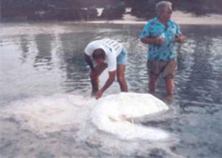 2. Thủy quái Bermuda được phát hiện vào tháng 5/1988. Ngư dân tên là Ted Tucker tình cờ phát hiện nó trên bờ biển Bermuda. Sinh vật này được miêu tả là trắng toát với 5 chi. 7 năm sau, giới khoa học xác nhận thủy quái Bermuda là một con cá heo bị bệnh.