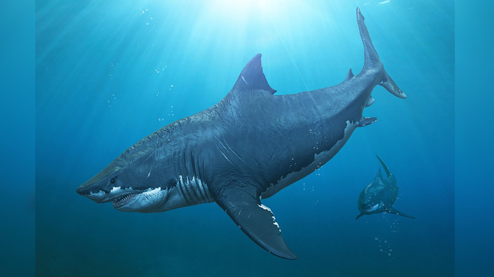 3. Loài cá mập Megalodon đột ngột "bốc hơi" khỏi Trái Đất khiến giới khoa học mãi chưa tìm ra nguyên nhân. Một số giả thuyết đã được đưa ra để lý giải sự biến mất của cá mập Megalodon.