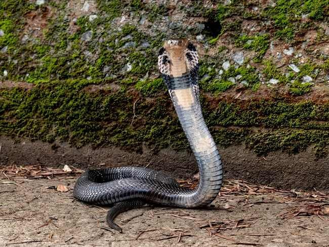 3. Rắn hổ mang chúa (Ophiophagus hannah): Vua của các loài rắn, nọc độc mạnh, chiều dài trung bình 3,7m – 4m, màu xanh ô liu hoặc đen, sống khắp Việt Nam.
