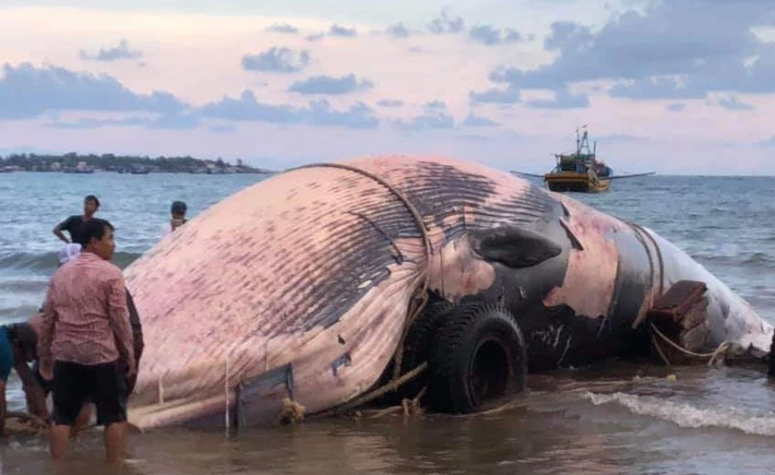 Cách đây không lâu, ngư dân Mũi Né (TP. Phan Thiết, Bình Thuận) đã tổ chức đưa một con cá Ông khủng nặng khoảng 15 tấn, đã bị chết ngoài biển vào vạn chài Bình An để chôn cất.