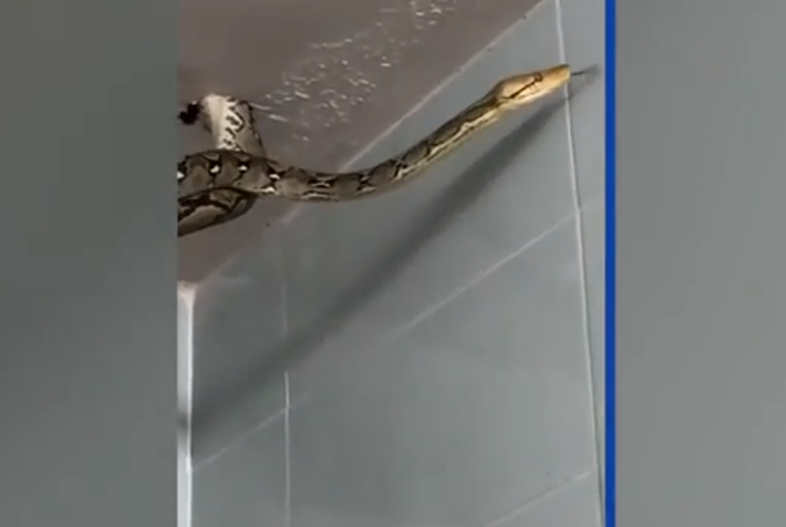 Nop ghi lại đoạn video cho thấy quái thú này treo lơ lửng như một chiếc đèn chùm ngoằn ngoèo. Con trăn dường như đã xuyên thủng qua trần nhà để tìm kiếm thức ăn. Sau đó, nó cố gắng trườn trở lại cái lỗ nơi nó xuất hiện. (Ảnh cắt từ clip)