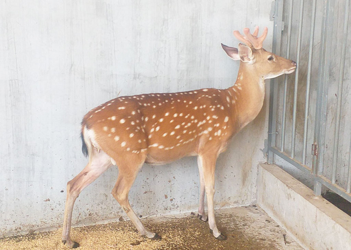 5. Hươu sao: Là một con vật khá quen thuộc, có thể được bắt gặp trong các sở thú và trang trại ở Việt Nam, nhưng hươu sao được coi là đã tuyệt chủng ngoài môi trường tự nhiên. Con vật hiền lành này trước đây sinh sống tại rất nhiều địa phương từ Bắc vào Nam.
